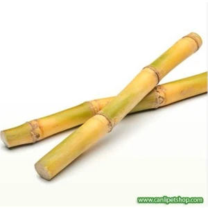 Canlı Petshop Y-Karides Yuvası ve Üretim Kamışı 1 Ad 8 cm