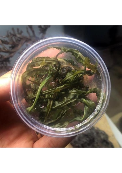 Cryptocoryne Crispatula In Vitro Canlı Bitki