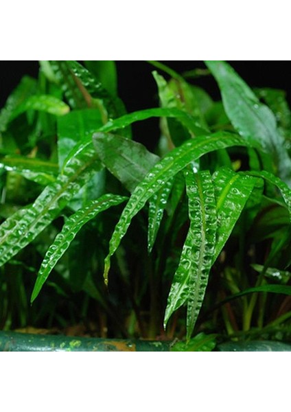 Cryptocoryne Crispatula In Vitro Canlı Bitki