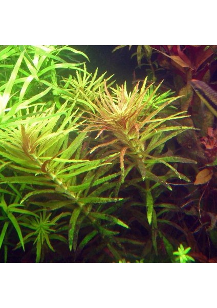 Limnophila Hippuroides In Vitro Cup Canlı Bitki