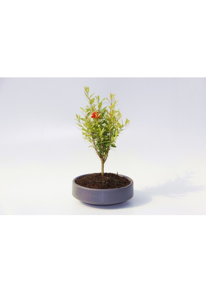 Bonsai Punica Süs Narı - Grey Serisi Hediyelik