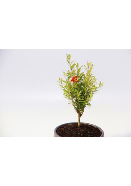 Bonsai Punica Süs Narı - Grey Serisi Hediyelik modelleri