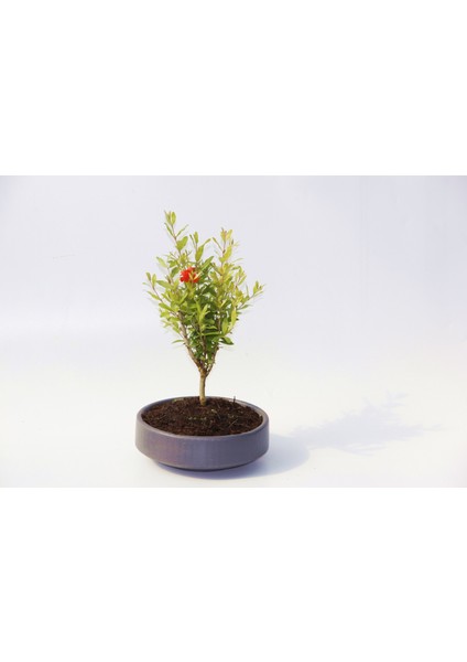 Bonsai Punica Süs Narı - Grey Serisi Hediyelik fırsatları