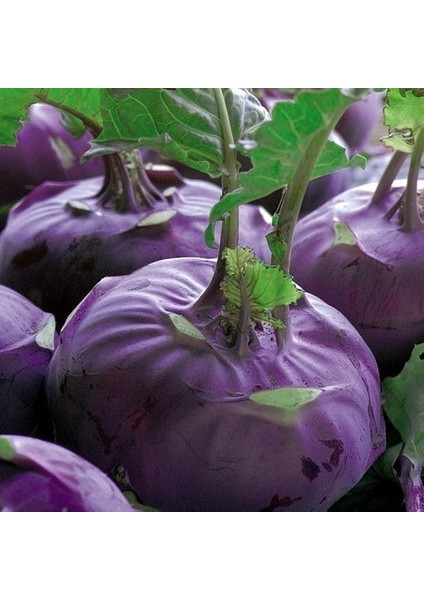 Mor Kohlrabi(Alabaş) Tohumu 20 Tohum