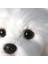 1 Adet L Boyutu Bichon Frize Yavru Dolması Malta Köpek Peluş Oyuncak Sevimli Simülasyon Evcil Hayvanlar Kabarık Bebek Bebekler Çocuklar Için Doğum Günü Hediyeleri | Doldurulmuş peluş Hayvanlar 2