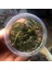 Cryptocoryne Crispatula In Vitro Canlı Bitki 1