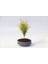 Bonsai Punica Süs Narı - Grey Serisi Hediyelik 1