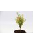 Bonsai Punica Süs Narı - Grey Serisi Hediyelik 3