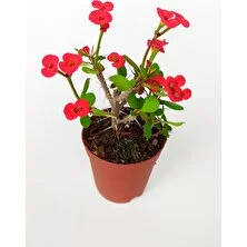 Dikenler Tacı Euphorbia Miili Mini Kırmızı Çiçekli Kaktüs Kral Tacı Dikenli Taç 5.5 cm Saksıda Özel Tür