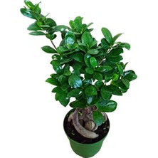 Armenbotanik Bonsai Ağacı 45 cm