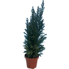 Lux Garden Elwoodi