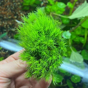 İthal Bitki Dicranum Scoparium Moss Canlı Bitki Karasal Moss