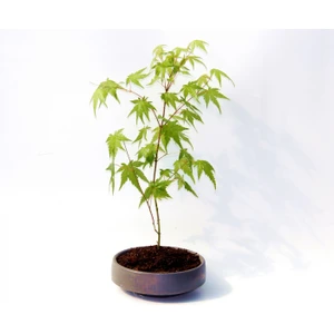Tunç Botanik Bonsai Japon Akçaağacı - Grey Serisi Hediyelik