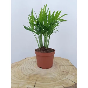 Smy Areka Palmiyesi Dağ Palmiyesi Şamadora Ev Ofis Salon Bitkisi 25-30 cm