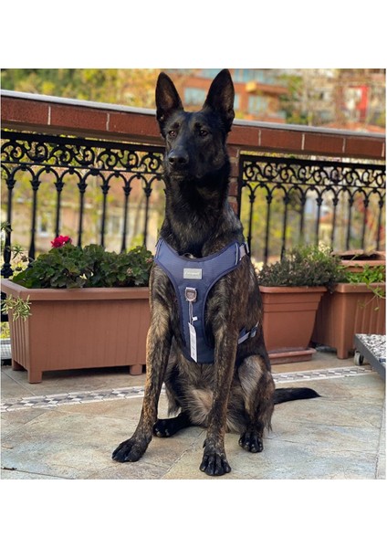 Cecepet Cool Walk Premium Köpek Göğüs Tasması