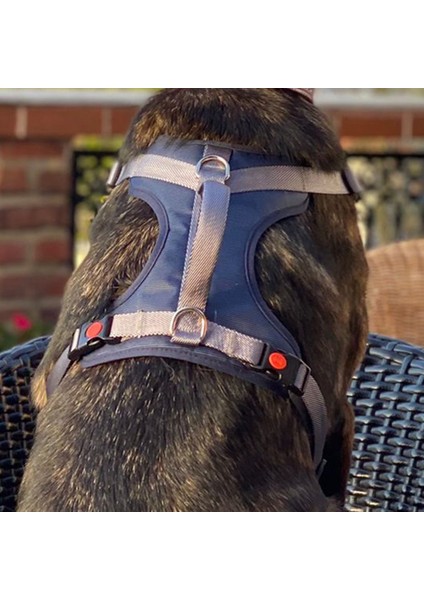 Cecepet Cool Walk Premium Köpek Göğüs Tasması