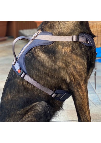 Cecepet Cool Walk Premium Köpek Göğüs Tasması