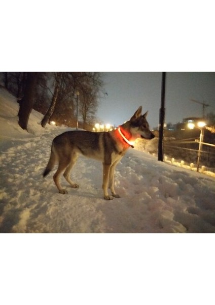 Ayarlanabilir USB Şarj Pet Köpek Tasması LED Gece Yanıp Sönen Aydınlık (Yurt Dışından)