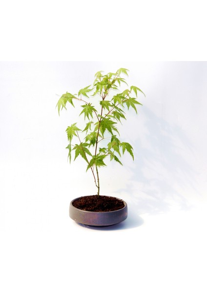 Bonsai Japon Akçaağacı 3 Adet - Grey Serisi Hediyelik