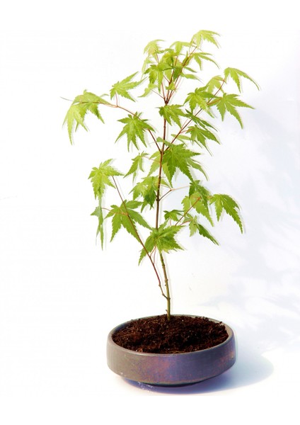 Bonsai Japon Akçaağacı 3 Adet - Grey Serisi Hediyelik