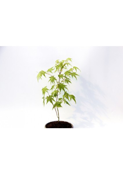 Bonsai Japon Akçaağacı 3 Adet - Grey Serisi Hediyelik