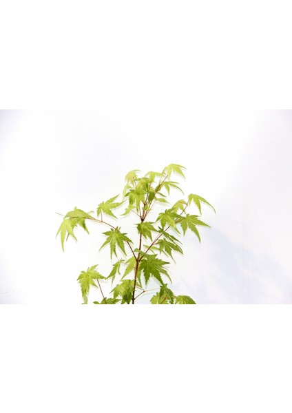 Bonsai Japon Akçaağacı 3 Adet - Grey Serisi Hediyelik