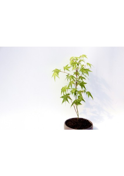 Bonsai Japon Akçaağacı 3 Adet - Grey Serisi Hediyelik