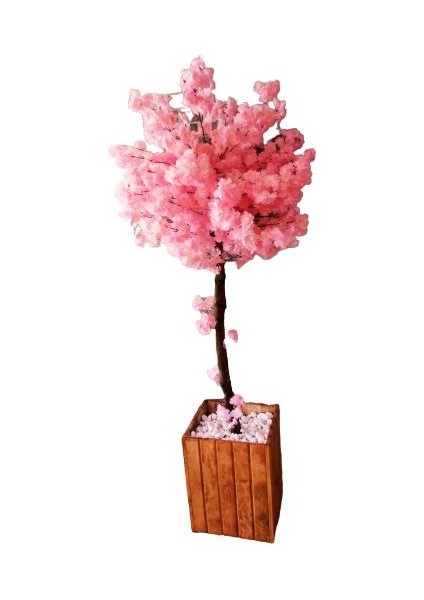 Pembe Bahardalı Ağacı 1.90 Metre Boyunda Çam Ağacı Lambiri Saksıda Pembe Yaz Ağacı Çiçek Bitki