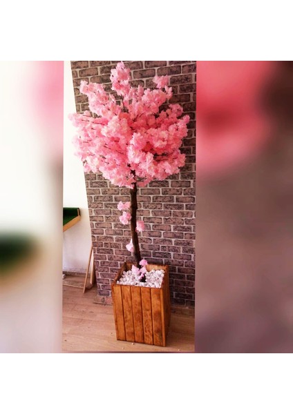 Pembe Bahardalı Ağacı 1.90 Metre Boyunda Çam Ağacı Lambiri Saksıda Pembe Yaz Ağacı Çiçek Bitki fiyatları