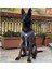 Cecepet Cool Walk Premium Köpek Göğüs Tasması 2