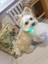 Ayarlanabilir USB Şarj Pet Köpek Tasması LED Gece Yanıp Sönen Aydınlık (Yurt Dışından) 3