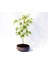 Bonsai Japon Akçaağacı 3 Adet - Grey Serisi Hediyelik 1