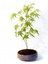 Bonsai Japon Akçaağacı 3 Adet - Grey Serisi Hediyelik 2