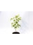 Bonsai Japon Akçaağacı 3 Adet - Grey Serisi Hediyelik 3