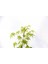 Bonsai Japon Akçaağacı 3 Adet - Grey Serisi Hediyelik 4