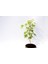 Bonsai Japon Akçaağacı 3 Adet - Grey Serisi Hediyelik 5