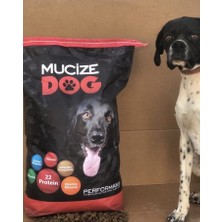 My Vet My-Vet Mucize Dog Kuzu Etli Köpek Maması 15 kg Yetişkin Köpek Maması