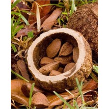 Organik Bitkim Brezilya Cevizi 100 gr