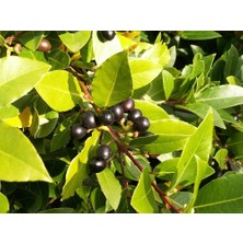 Tüplü Defne Fidanı 40-60CM