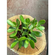 Taha Crassula Ovata Para Çiçeği Para Çiçeği