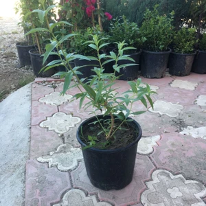 Saksıda Kokulu Limon Otu Melisa Fidanı