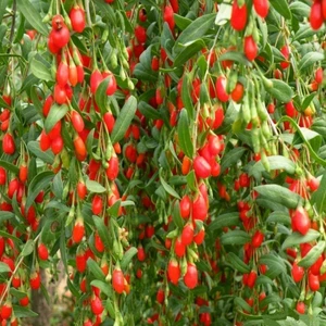 Goji Berry Fidanı Tüplü