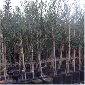 Tüplü Arbequina Bodur Ispanyol Zeytin Fidanı 2 Yaş(Meyve Verme Durumunda)