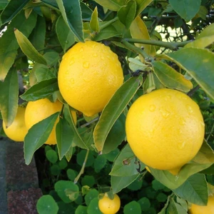 Tüplü Saksılık Bodur Zagara Limon Fidanı