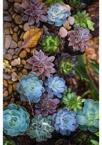 Halı Dekoratif Özel Tasarım Modern İnce Yıkanabilir 800 Gr /M2 Kaymaz Taban Trend Halı fiyatları