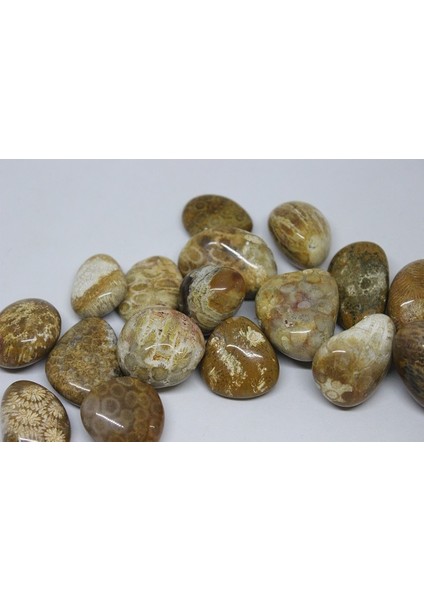 Tibet Akik Taşı Fosilli fiyatları