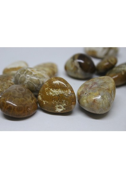 Tibet Akik Taşı Fosilli modelleri