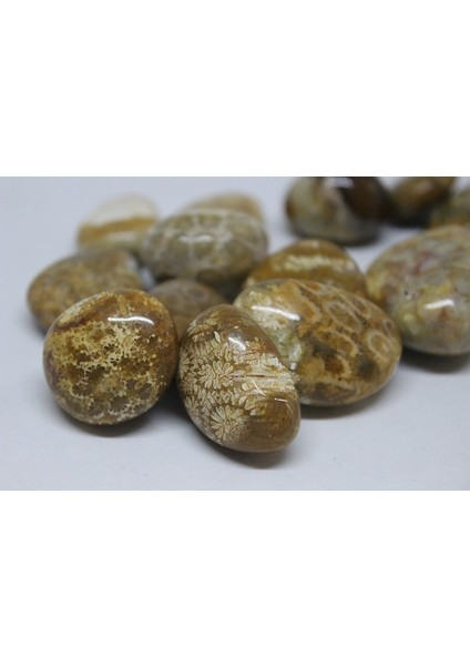 Tibet Akik Taşı Fosilli fırsatları