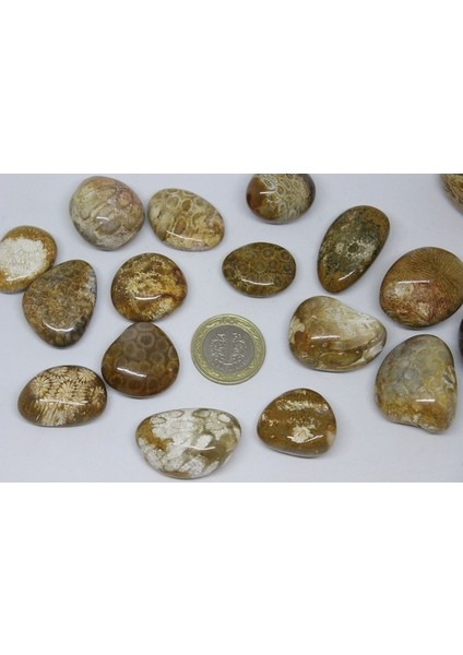 Tibet Akik Taşı Fosilli indirimleri