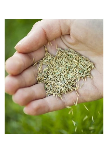 Grass Seed Ithal Çim Tohumu  1 kg